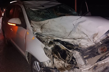 Фотография к новости: Верблюды погибли в ДТП в Костанайской области