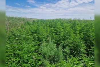 Фотография к новости: Плантацию с тремя тоннами конопли нашли на острове в Балхаше