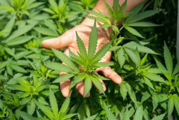 Фотография к новости: Более 230 тонн наркотиков ликвидировали за 10 лет в Казахстане