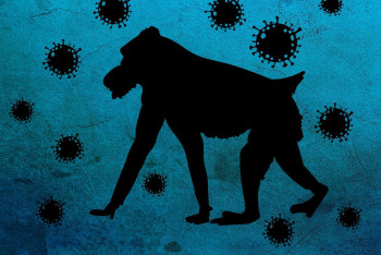 Фотография к новости: Оспа обезьян: есть ли риск вспышки в Казахстане