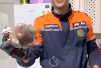 Фотография к новости: Сотрудники МЧС освободили голубя из вытяжного устройства в Петропавловске