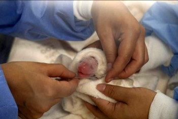 Фотография к новости: Большая панда Мэн Мэн родила двойню в Берлинском зоопарке