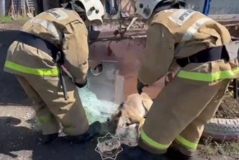 Фотография к новости: Собаку из капкана освободили спасатели в Риддере