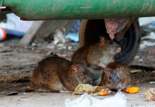Фотография к новости: Полчища крыс облюбовали территорию вокруг ЖК в элитном районе Астаны
