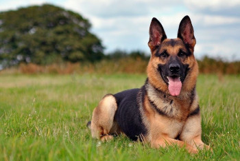 Фотография к новости: Мужчина выиграл в лотерею благодаря своей овчарке