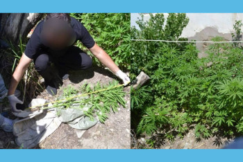 Фотография к новости: Целую плантацию конопли засадил прямо у дома житель Кызылорды