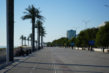 Фотография к новости: Эффективно использовать пальмы призывают в Актау