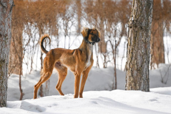 Фотография к новости: Казахский тазы получил предварительное признание FCI