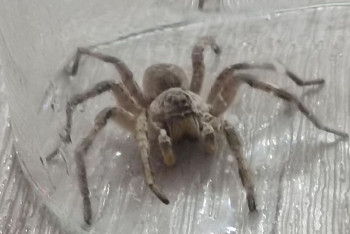 Фотография к новости: На нашествие тарантулов после паводка жалуются в Уральске