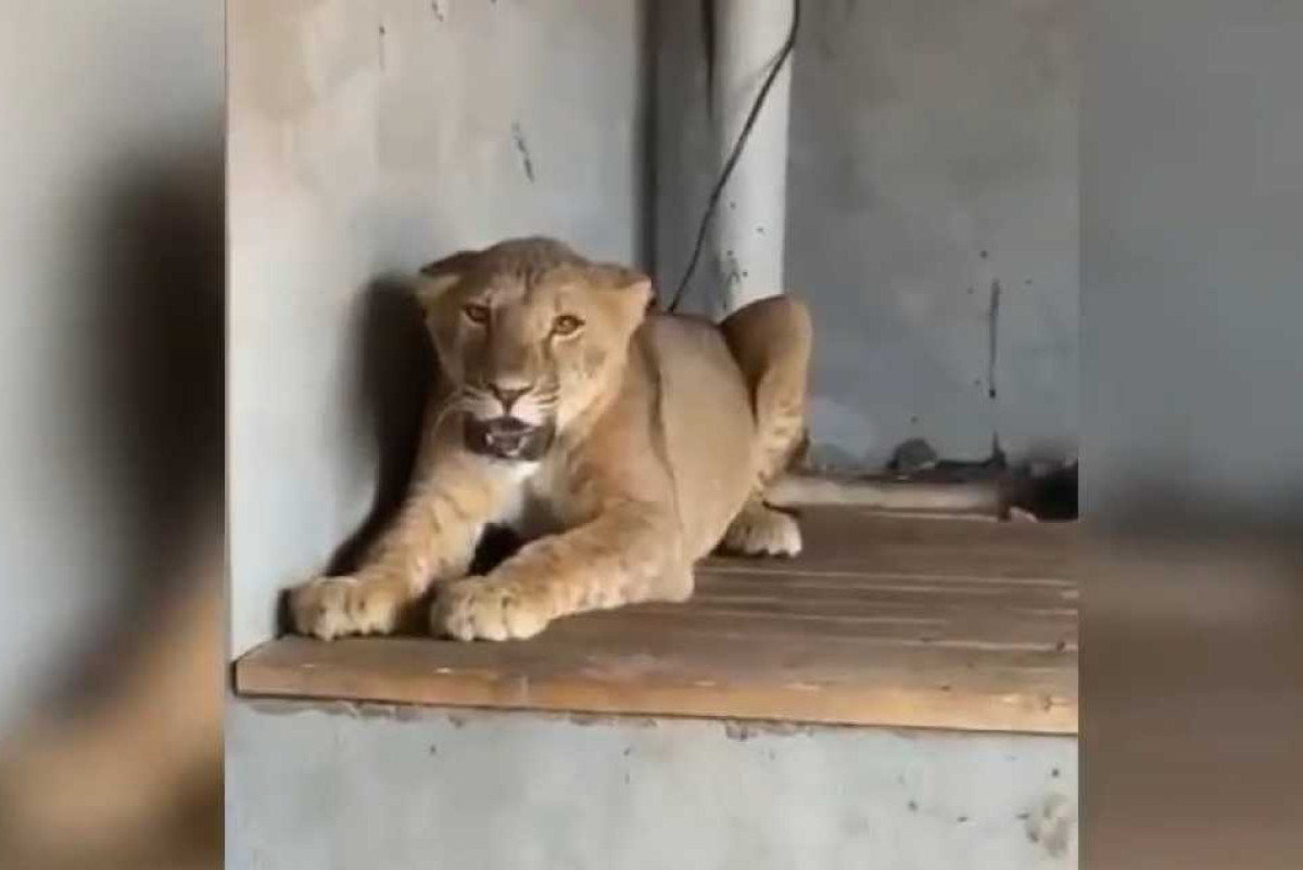  скриншот видео