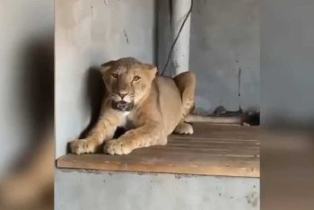 Фотография к новости: Льва и диких птиц изъяла полиция у жителя Туркестанской области