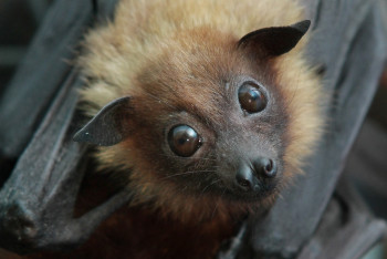 Фотография к новости: Карагандинские спасатели пришли на помощь летучей мыши