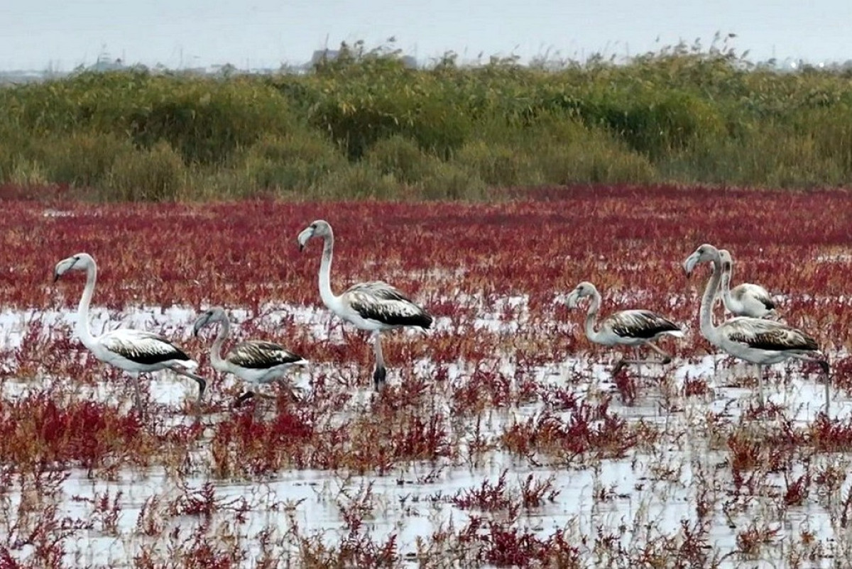  Азамат Сарсенбаев