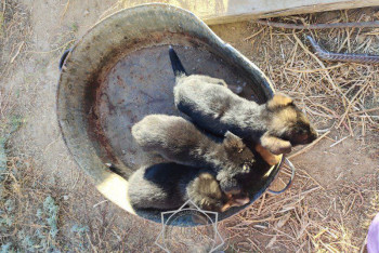 Фотография к новости: Щенков из уличного туалета спасли в Актобе