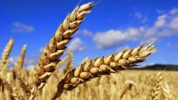 Фотография к новости: Не менее 2 млн тонн зерна намерен поставить Казахстан в Китай в 2024 году