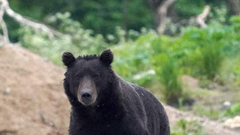 Фотография к новости: Медведь насмерть задрал мужчину в Якутии