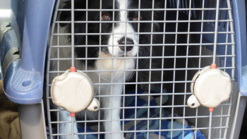 Фотография к новости: Сразу 12 собак погибли в приюте в Костанае