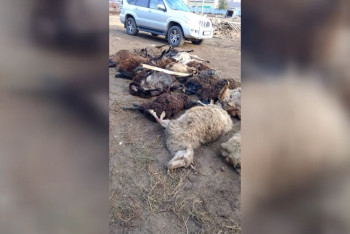 Фотография к новости: Сто голов скота растерзали неизвестные животные в ЗКО