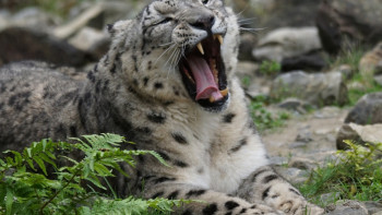 Фотография к новости: Международный день снежного барса: где и сколько этих хищников проживает в Казахстане