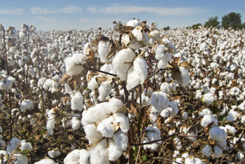 Фотография к новости: Пожарные спасли 80 тонн хлопка в Туркестанской области