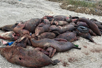 Фотография к новости: Сотни мёртвых туш редких тюленей нашли на побережье Каспия