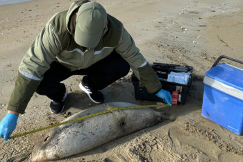 Фотография к новости: Массовая гибель каспийского тюленя: что известно учёным