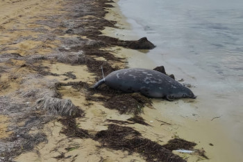 Фотография к новости: Число погибших тюленей на берегу Каспия выросло до 289
