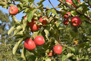 Фотография к новости: В Казахстане запустят проект по возрождению яблока сорта апорт