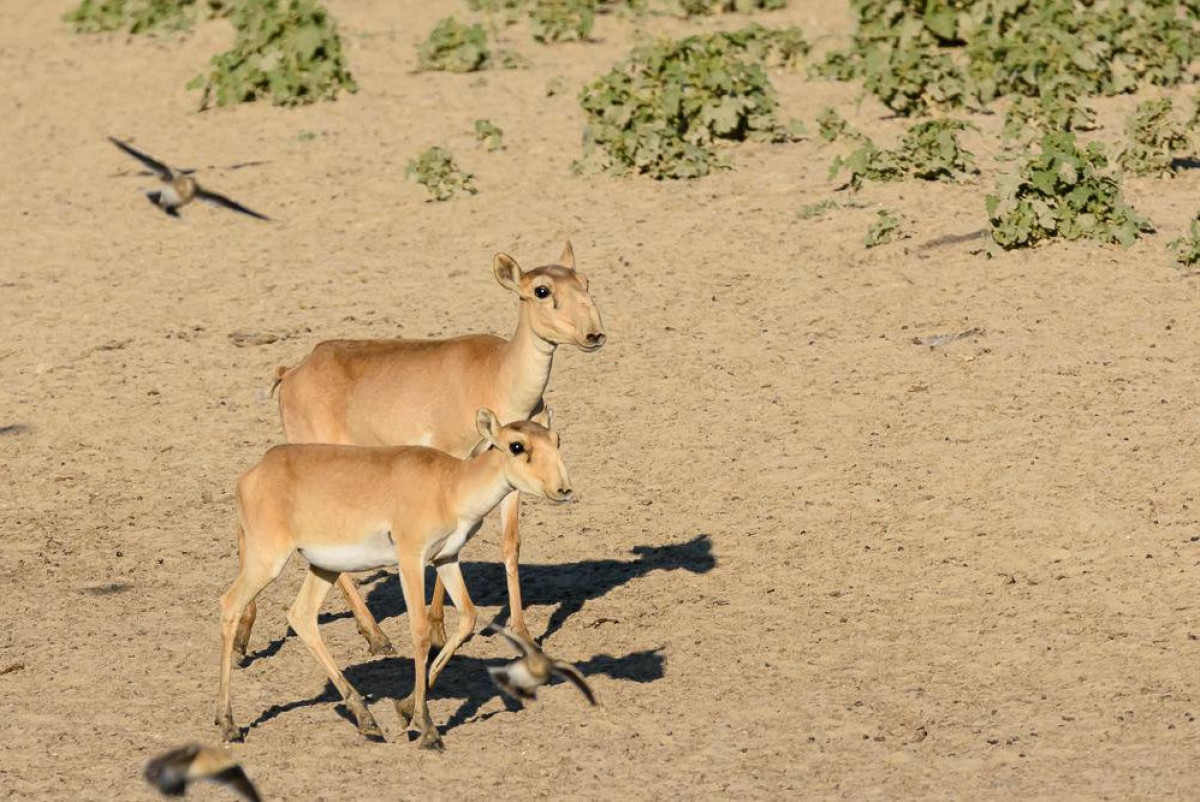  Шпигельман Михаил Йосифович