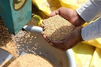 Фотография к новости: Экспорт зерновых из Казахстана стремительно растет