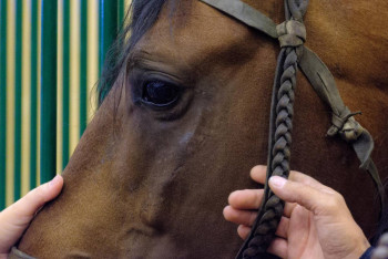 Фотография к новости: 65 банд скотокрадов задержали в Казахстане