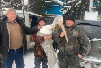 Фотография к новости: Обессиленного пеликана спасли в Бурабае