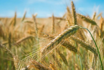 Фотография к новости: Сколько денег нужно для прямого закупа зерна нового урожая в Казахстане