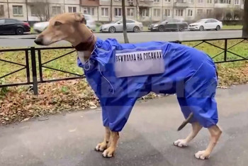 Фотография к новости: Реклама на собаках появилась в России