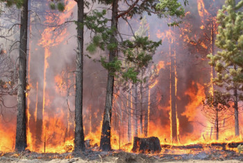 Фотография к новости: Пожары в Костанайской области: с экс-главы Басаманского лесхоза взыскали 21 млрд тенге