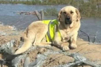 Фотография к новости: Убийство собаки-героя Пшөн: аким Атырауской области прокомментировал инцидент