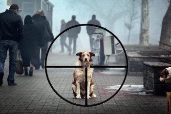 Фотография к новости: Множество трупов собак обнаружено под Астаной