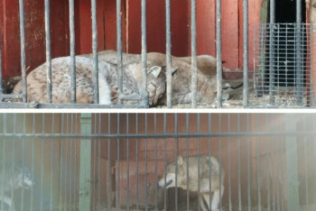 Фотография к новости: На условия для зверей в зоопарке пожаловались волонтёры в Актау