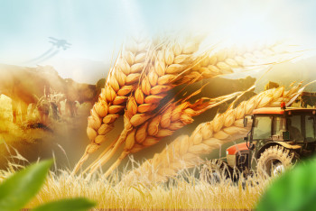 Фотография к новости: Климат и грамотные агротехнологии: Депутат рассказал о рекордных урожаях Казахстана