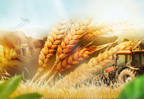 Фотография к новости: Климат и грамотные агротехнологии: Депутат рассказал о рекордных урожаях Казахстана