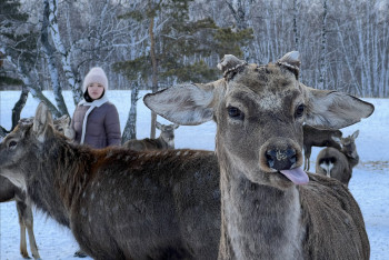 Фотография к новости: Где в Бурабае зимуют маралы — подборка редких завораживающих фото
