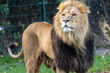 Фотография к новости: Львы насмерть загрызли охранника зоопарка в Узбекистане