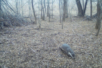 Фотография к новости: Краснокнижное животное впервые попало в фотоловушку на Чарыне