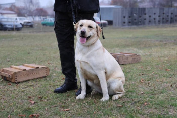 Фотография к новости: Собаки-сыщики из АФМ выявили контрабанду крупной партии наркотиков