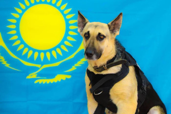 Фотография к новости: Лучшую служебную собаку-спасателя показали в Атырауской области