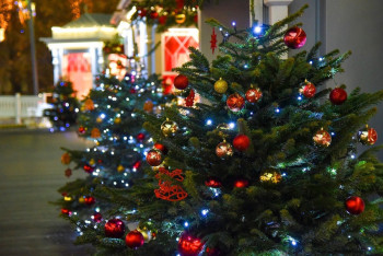 Фотография к новости: Учитель пострадал во время оформления новогодней ёлки в Семее