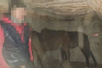 Фотография к новости: Конокрад пустил на мясо лошадей в ВКО