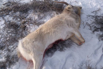 Фотография к новости: Незаконную охоту пресекли в Кызылординской области