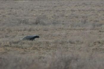 Фотография к новости: Редкого хищника засняли в Устюртском заповеднике