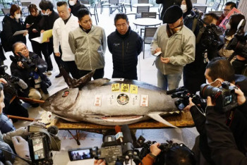 Фотография к новости: За 1,3 млн долларов продали тунца на аукционе в Японии